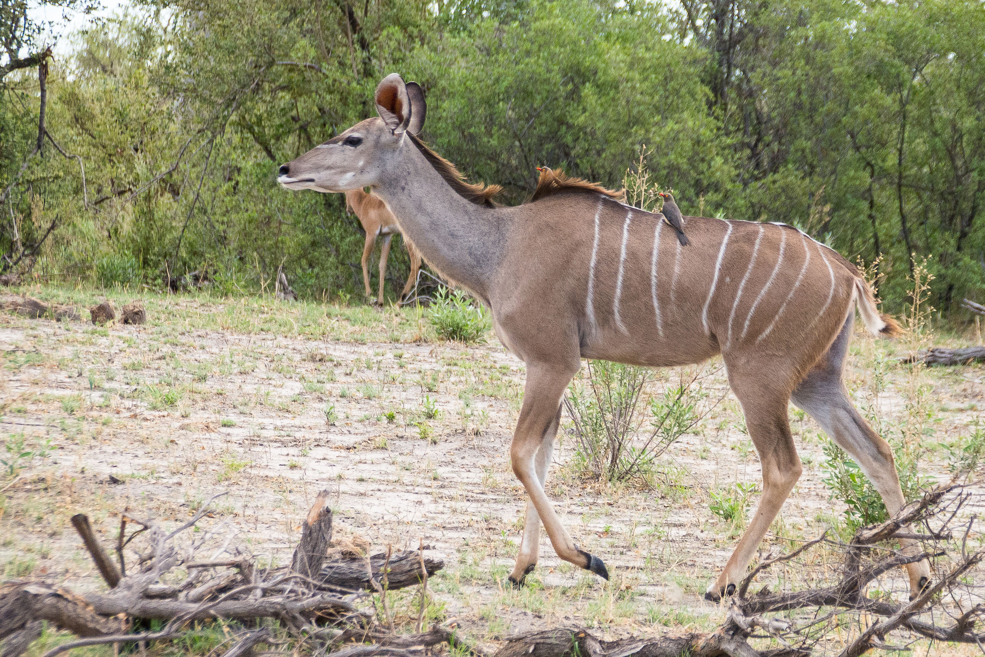 Grand koudou  (Greater kudu, Tragelaphus strepsiceros) femelle adulte épouillée par 2 Pique-boeufs à bec rouge (Red-billed oxpecker, Buphagus erythrorynchus), Réserve de Kwando, Botswana.